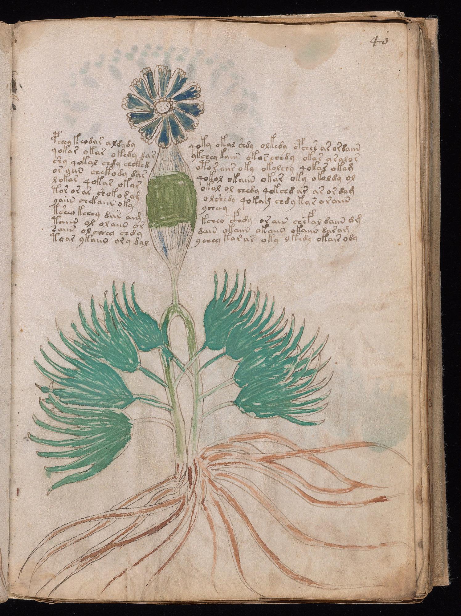 Voynich Manuscript folio f40r — Beinecke MS 408